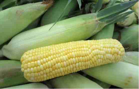 蒸玉米